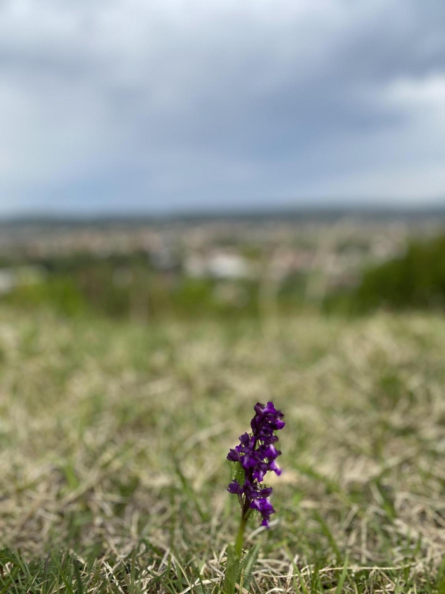 Apartman Mina Mataruska Banja Buitenkant foto