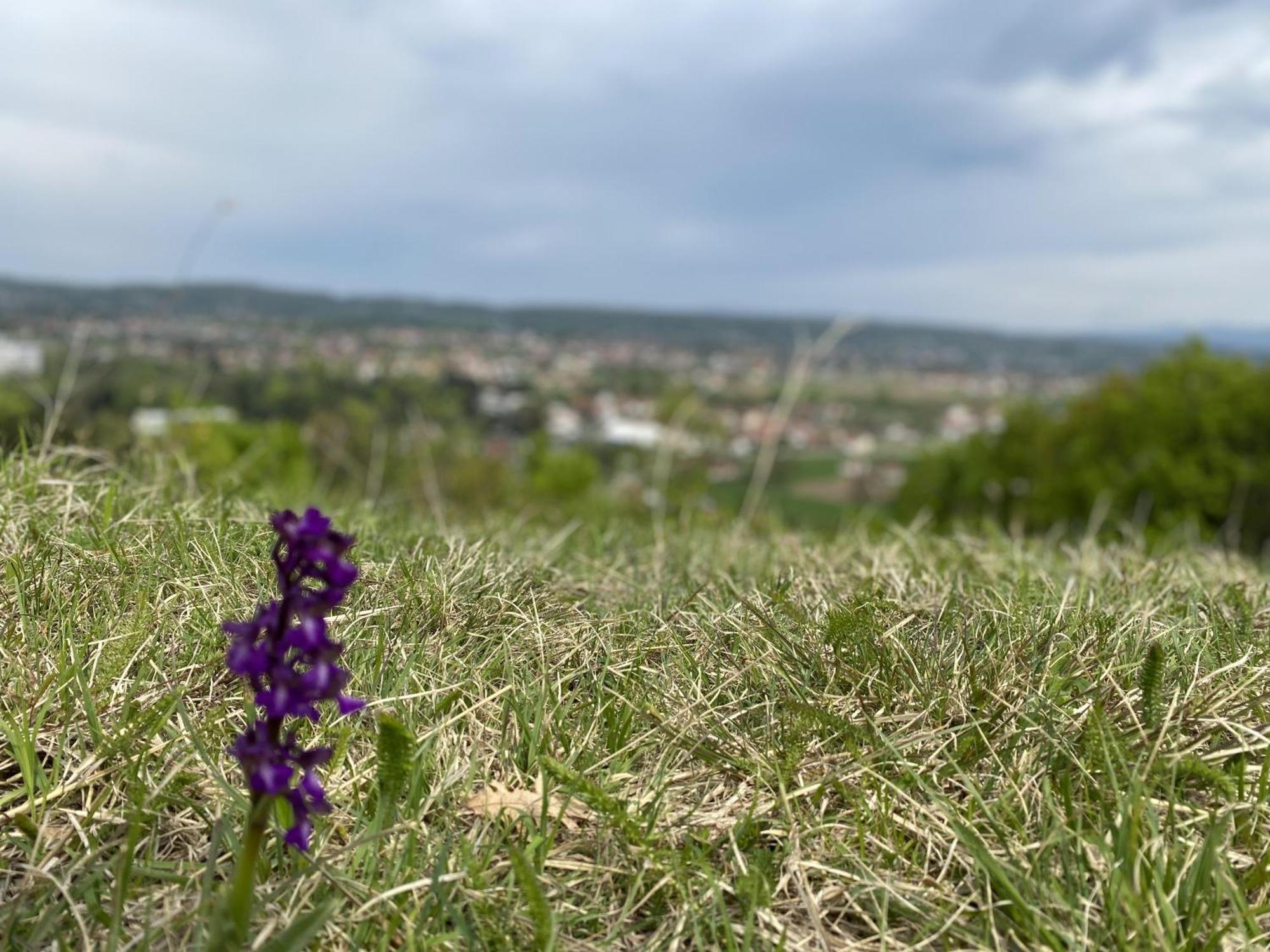 Apartman Mina Mataruska Banja Buitenkant foto